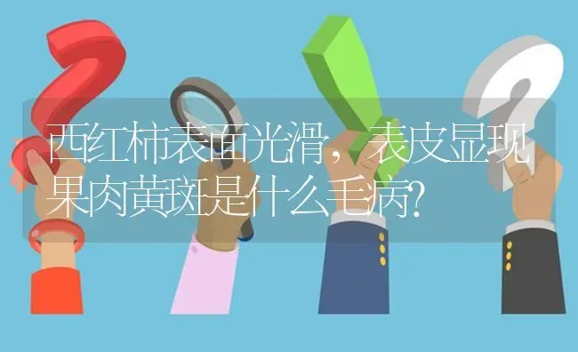 西红柿表面光滑,表皮显现果肉黄斑是什么毛病? | 养殖问题解答