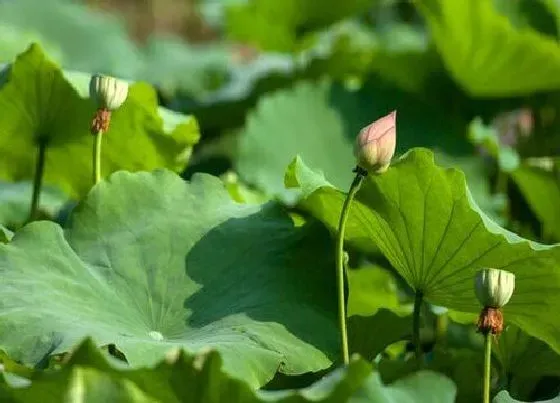 植物常识问题|荷花为什么不开花只长叶 荷花不开花什么原因造成的