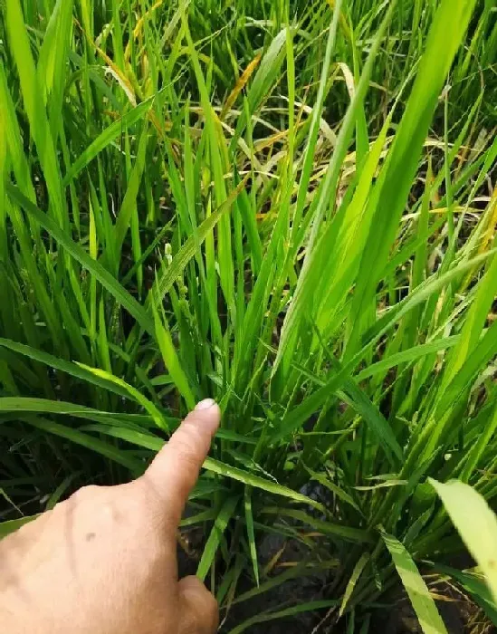 植物常识问题|水稻除草剂药害症状及补救措施（解救药害什么药效果最好）