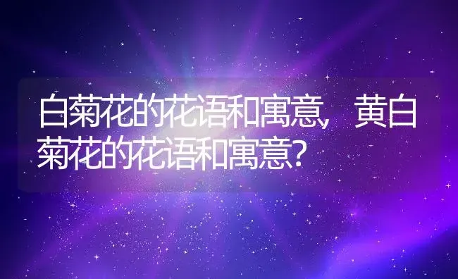 白菊花的花语和寓意,黄白菊花的花语和寓意？ | 养殖常见问题
