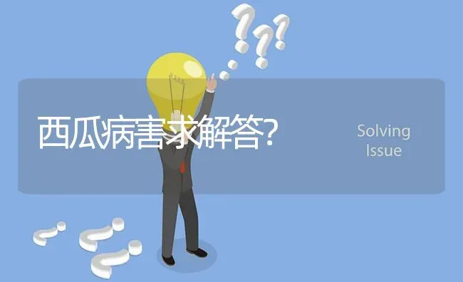 西瓜病害求解答? | 养殖问题解答