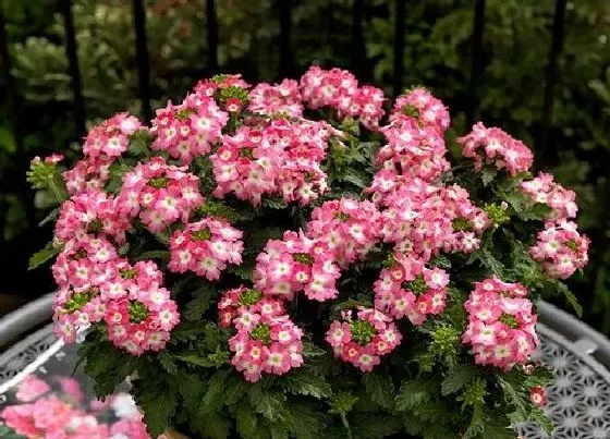 植物常识问题|美女樱好养吗