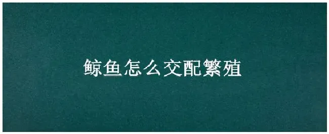 鲸鱼怎么交配繁殖 | 生活常识