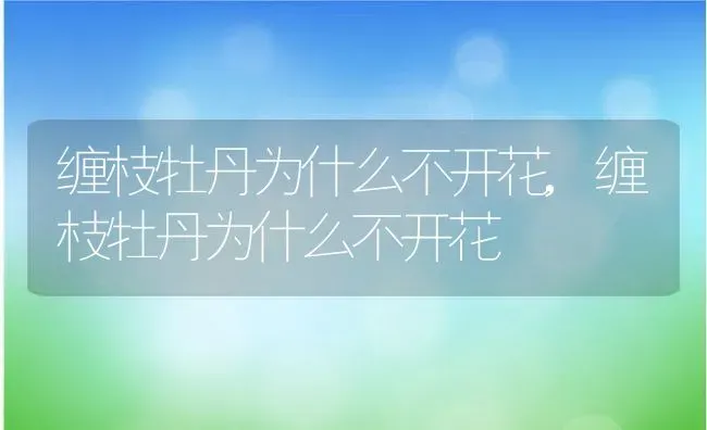 缠枝牡丹为什么不开花,缠枝牡丹为什么不开花 | 养殖常见问题