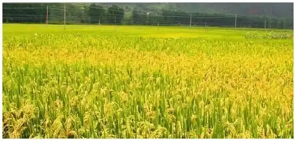 氰氟草酯不与什么混配 | 农业问题