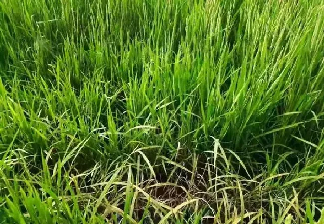 植物常识问题|水稻除草剂药害症状及补救措施（解救药害什么药效果最好）