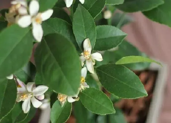 植物常识问题|夏季盆栽柠檬花如何养殖