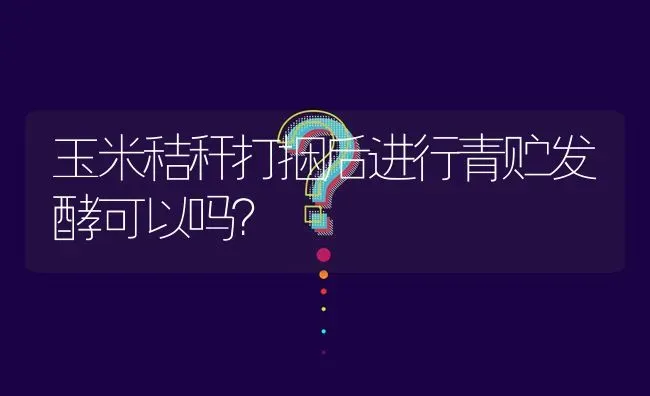 玉米秸秆打捆后进行青贮发酵可以吗? | 养殖问题解答