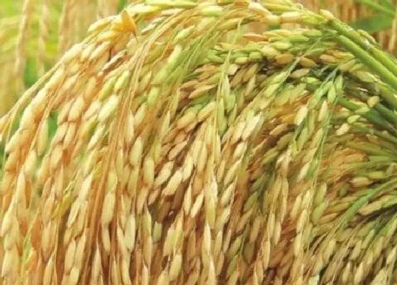 植物常识问题|水稻什么时候收割