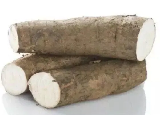 植物常识问题|木薯和红薯的区别