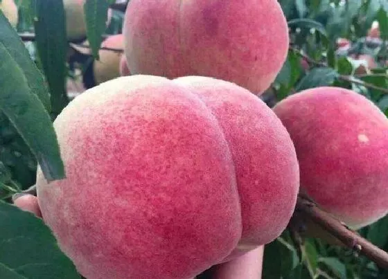 植物常识问题|12月份成熟的冬桃有哪些品种 冬天成熟的又大又甜的桃子