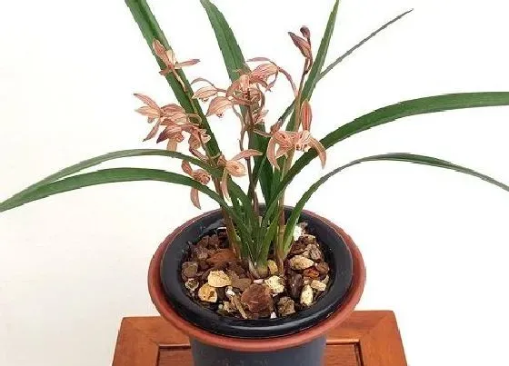 植物常识问题|兰花的根系变绿的原因有哪些