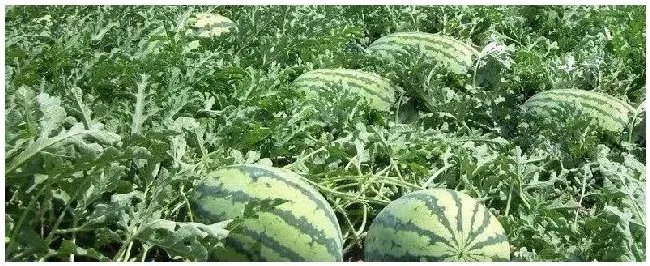 西瓜地重茬要间隔几年 | 生活常识