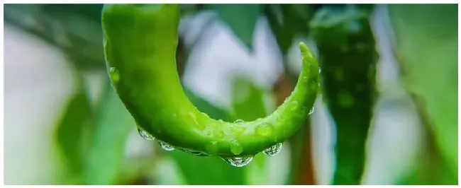 辣椒什么时候浇水 | 三农问答