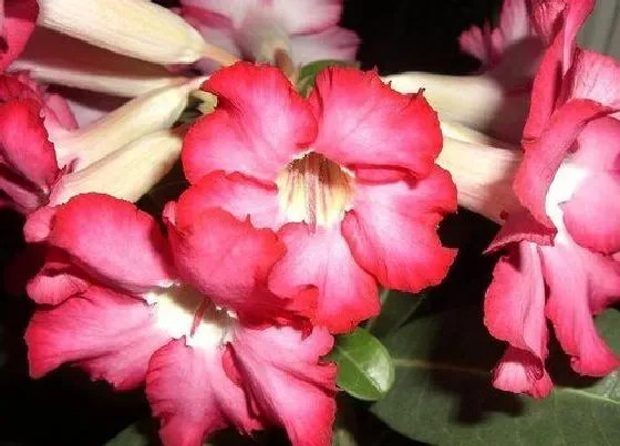植物常识问题|沙漠玫瑰叶子有斑点如何正确处理