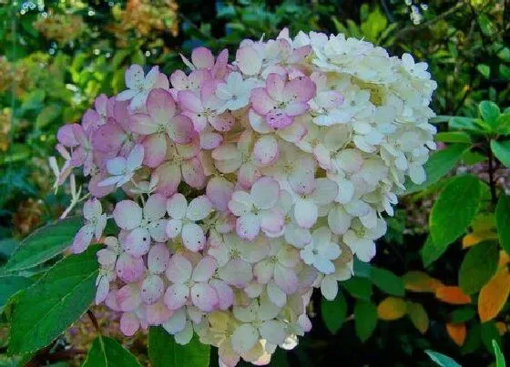 植物常识问题|怎么修剪绣球花开花快