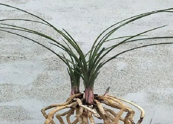 植物常识问题|兰花的根系变绿的原因有哪些