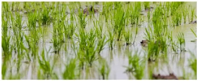 水稻种植管理注意事项 | 三农问答