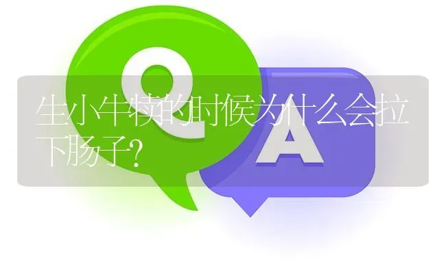 生小牛犊的时候为什么会拉下肠子? | 养殖问题解答