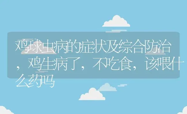 鸡球虫病的症状及综合防治,鸡生病了，不吃食，该喂什么药吗 | 养殖常见问题