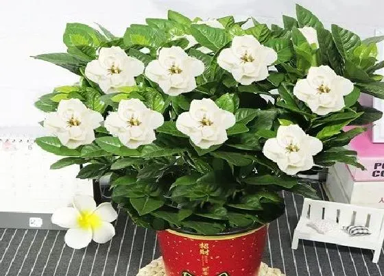 植物常识问题|栀子花北方养殖需要注意哪些问题