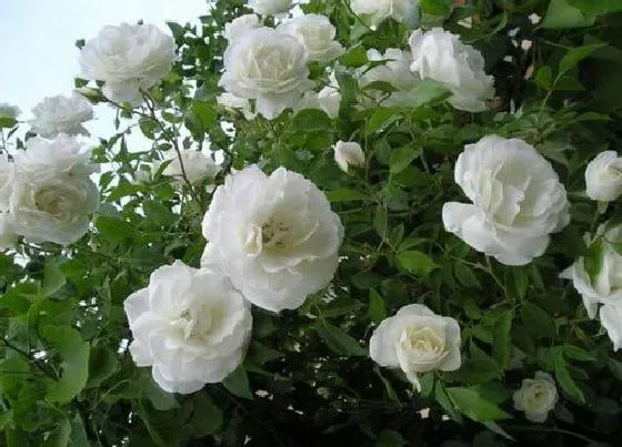 植物常识问题|情人节送什么花好 给女朋友送什么鲜花合适