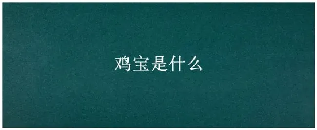 鸡宝是什么 | 科普知识