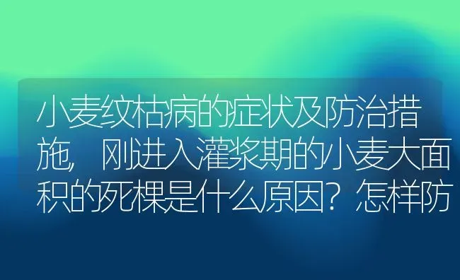 小麦纹枯病的症状及防治措施,刚进入灌浆期的小麦大面积的死棵是什么原因？怎样防治 | 养殖常见问题