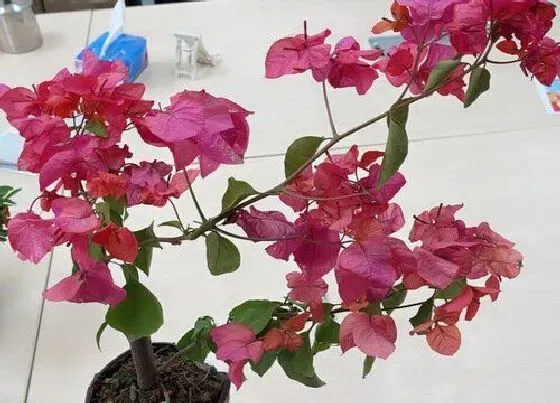 植物常识问题|三角梅容易招虫怎么办  如何解决