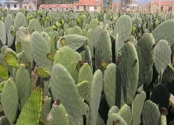 植物常识问题|如何拯救仙人掌叶片单薄问题