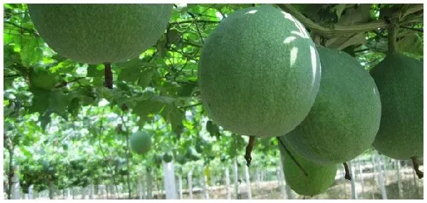 瓜蒌有啥用途 | 农业问题