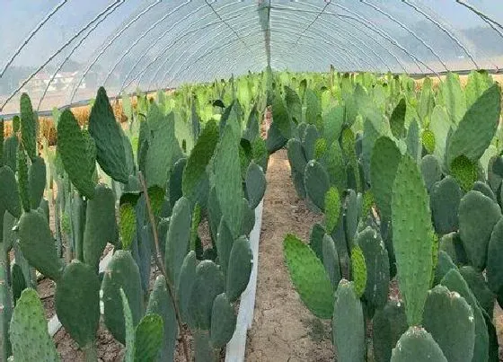 植物常识问题|如何拯救仙人掌叶片单薄问题