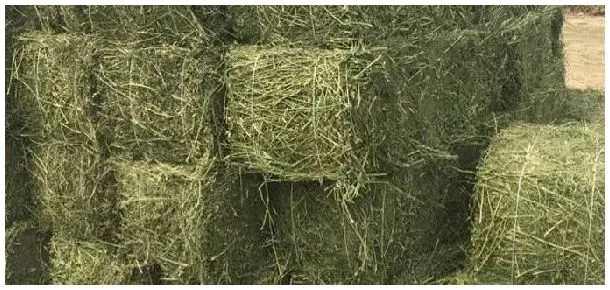 苜蓿草干草怎么做 | 科普知识