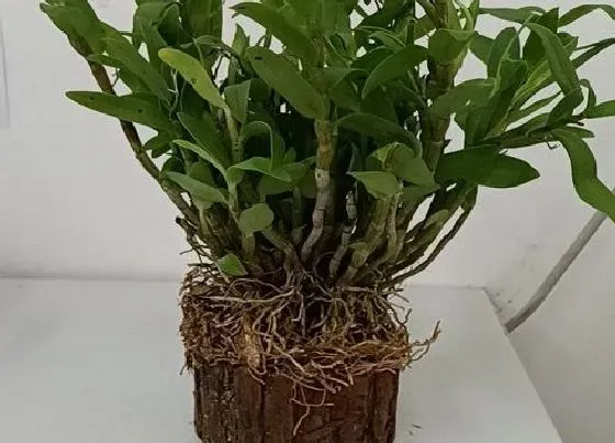 植物常识问题|铁皮石斛是热性还是凉性