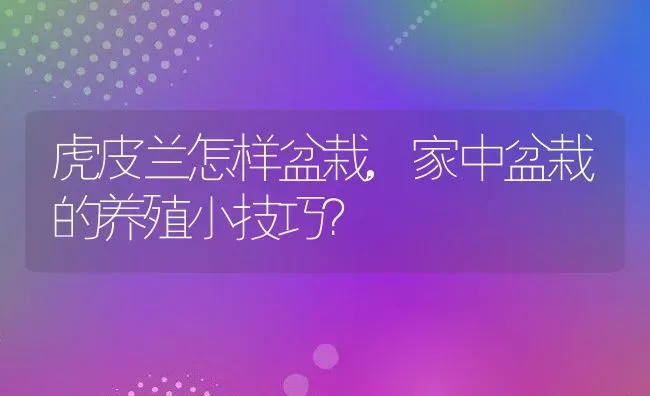 虎皮兰怎样盆栽,家中盆栽的养殖小技巧？ | 养殖常见问题