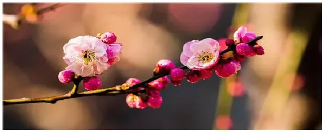中国十大名花分别是哪些 | 生活常识