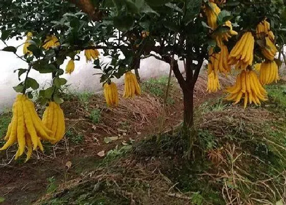 植物常识问题|如何养殖佛手开花不停