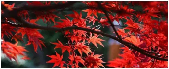 红枫树的特点和作用 | 三农答疑