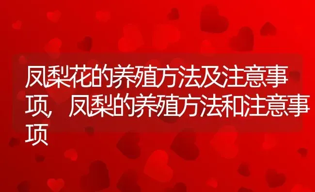 凤梨花的养殖方法及注意事项,凤梨的养殖方法和注意事项 | 养殖常见问题