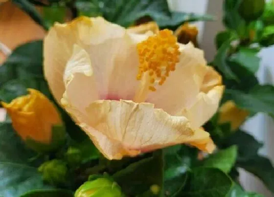 植物常识问题|千万不能送人的几种花卉