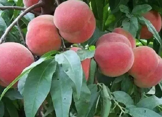 植物常识问题|12月份成熟的冬桃有哪些品种 冬天成熟的又大又甜的桃子