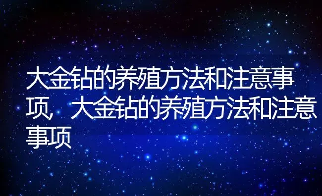 大金钻的养殖方法和注意事项,大金钻的养殖方法和注意事项 | 养殖常见问题