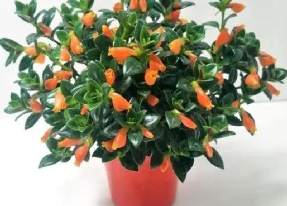 植物常识问题|夏季如何养金鱼吊兰开花大半年