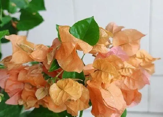 植物常识问题|秋冬三角梅如何养才能越长越旺