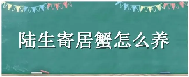 陆生寄居蟹怎么养 | 生活常识