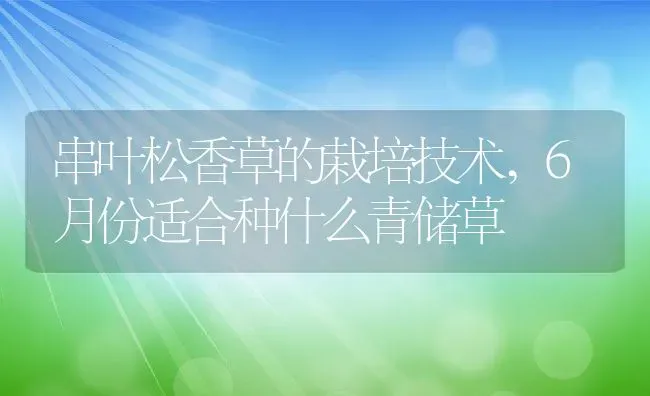 串叶松香草的栽培技术,6月份适合种什么青储草 | 养殖常见问题