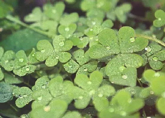 植物常识问题|三叶草和四叶草的区别