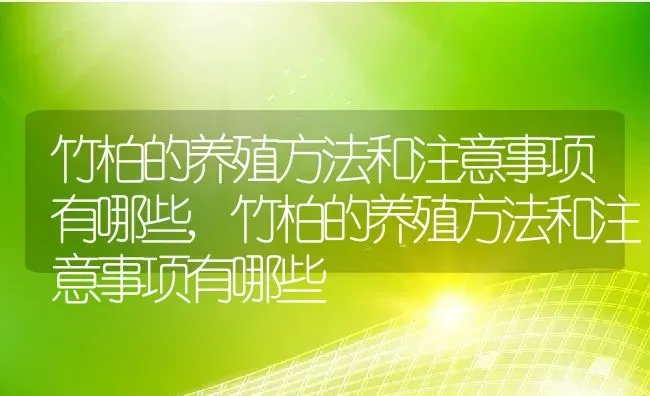 竹柏的养殖方法和注意事项有哪些,竹柏的养殖方法和注意事项有哪些 | 养殖常见问题