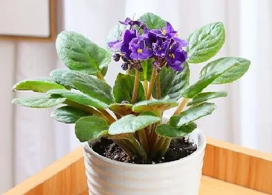 植物常识问题|情人节送什么花好 给女朋友送什么鲜花合适