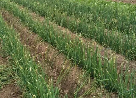 植物常识问题|白露葱的种植方法与时间